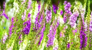 Kijk, geniet & bewonder......<br />BELEEF DE NATUUR! Wat zie ik precies?