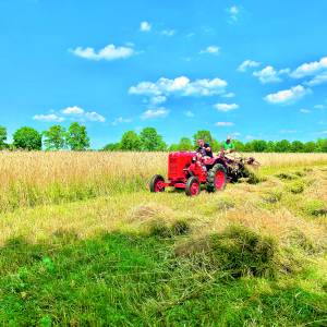 Rogge op ouderwetse manier binnengehaald