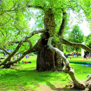 Dag van het Park 2025
