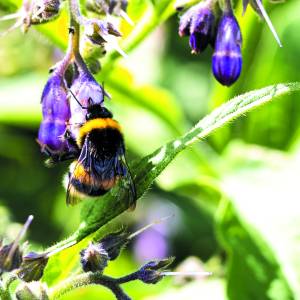 Lezing - het belang van insecten