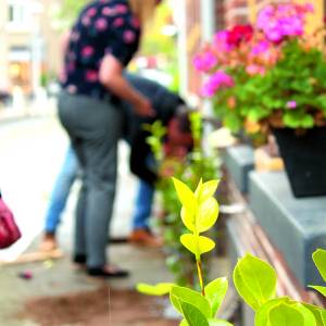 Inspiratie- en aanvraaginloop Groen in je straat