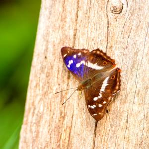 Kijk, geniet & bewonder......<br />BELEEF DE NATUUR! Wat zie ik precies?