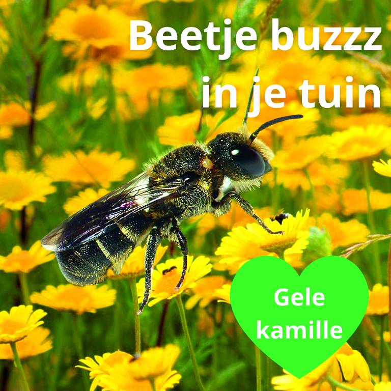 Foto: door Dick Belgers