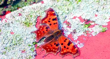 Kijk, geniet & bewonder......<br />BELEEF DE NATUUR! Wat zie ik precies?