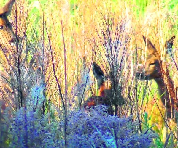 Topjaar droneteam bij redden weidevogels en reekalfjes