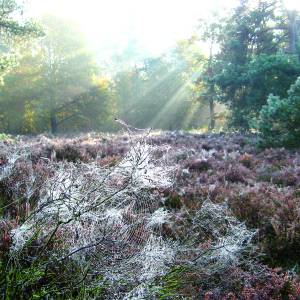 Natuurwerkochtend Het Hulsbeek op 2 november