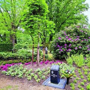 Nu ook een Anne Frankboom in Almelo
