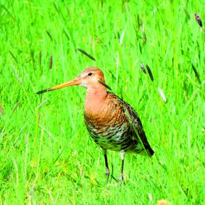 Elk jaar iets meer grutto's in Veldhoek