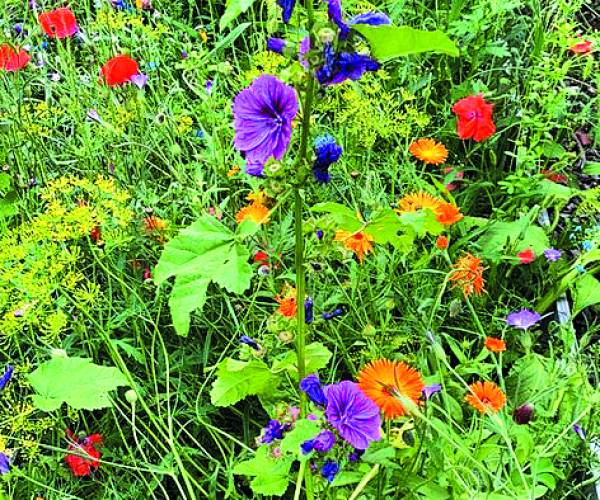 Gratis bloemenzaad