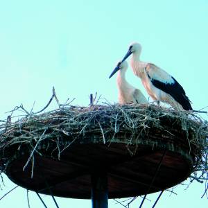 Ooievaarsfietstocht in Losser op zaterdag 8 juni