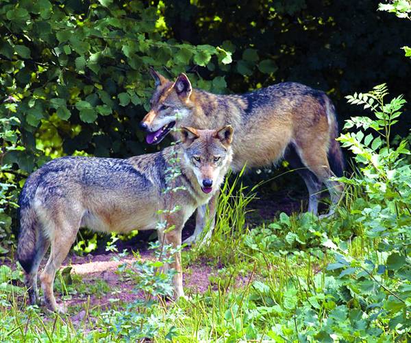 De wolf terug in Nederland