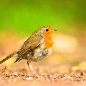 Kijk, geniet & bewonder......<br />BELEEF DE NATUUR! Wat zie ik precies?