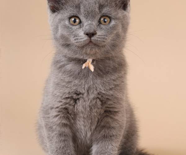 Nieuw kattenras uit Almelo: de Saardoll als maatje bij emotioneel herstel