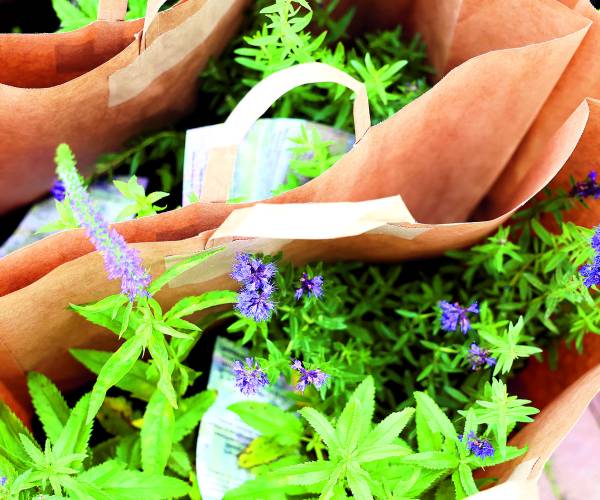 Vlinders zijn welkom in Oldenzaal en Losser: samen vergroenen voor biodiversiteit