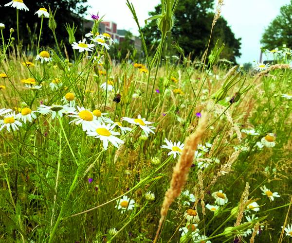 Almelo bloeit met gratis bloemenzaad