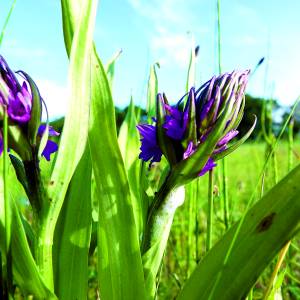 Ontdek wilde planten en orchideeën in Dal van de Mosbeek
