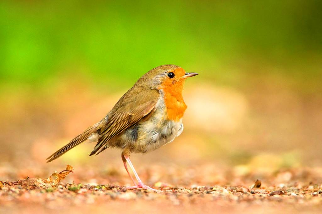 Roodborst