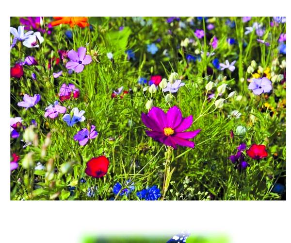 Gratis bloemzaden voor grondeigenaren