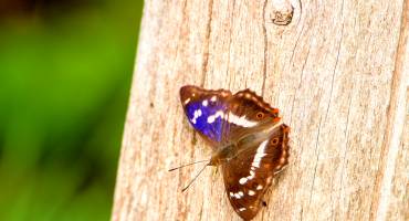 Kijk, geniet & bewonder......<br />BELEEF DE NATUUR! Wat zie ik precies?