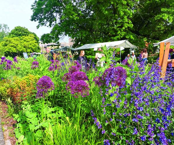 Inwoners Almelo helpen vlinders en bijen met waardplantenactie van Groene Loper