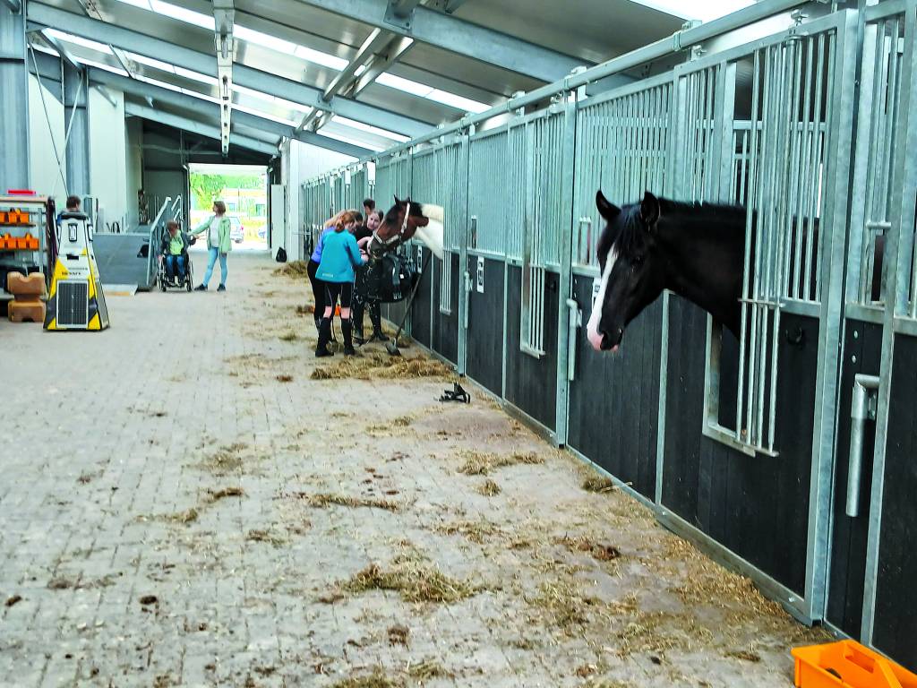 De paarden hebben in de stallen hun nieuwe plek gevonden.