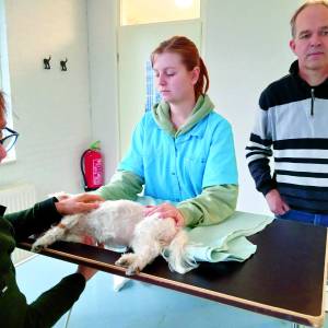 Open dag dierenkliniek De Kooikershof