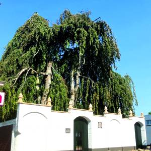 Monumentale Joodse begraafplaats opent haar poorten op zondag 15 september