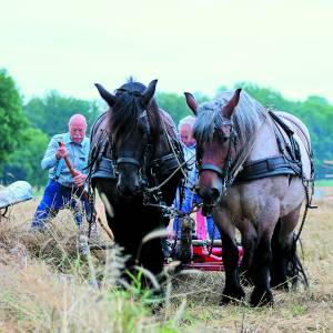 Fraai schouwspel van oogstdag op de akker bij Hoeve Springendal in Hezingen